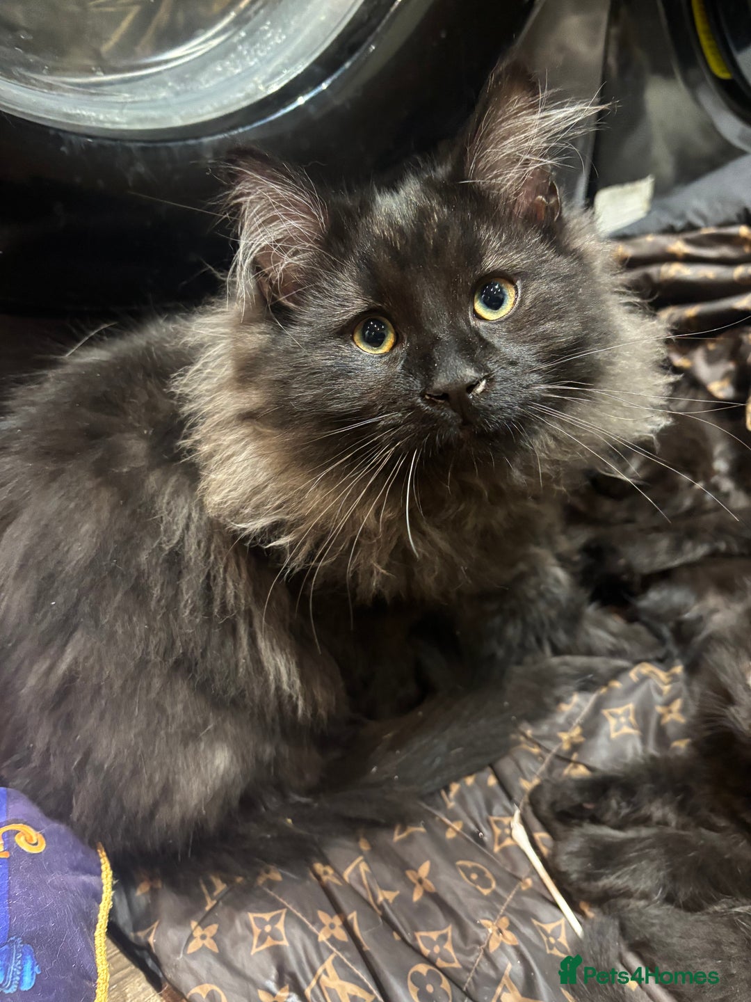 Norwegian Forest Cat cats for sale: Stunning smoke Norwegian forest kitten ready now - Advert 2