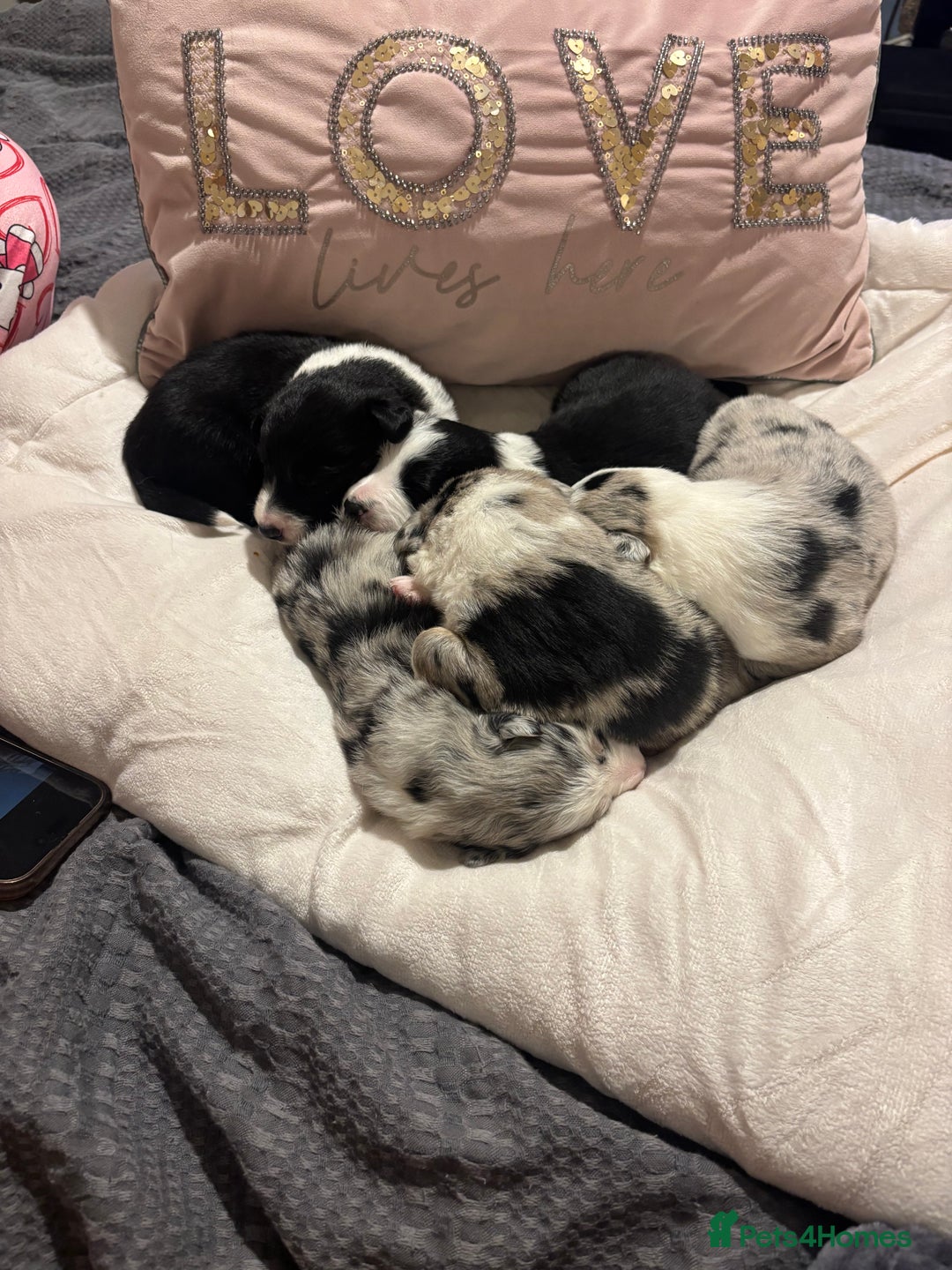 Border Collie dogs for sale: Border collie puppy’s ready to reserve  - Image 12