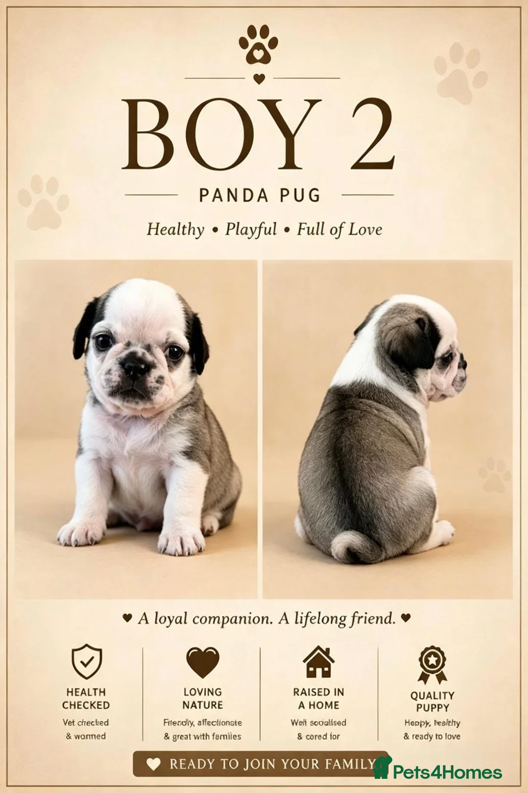 Pug dogs for sale: Rare coloured pug pups for sale  - Advert 7