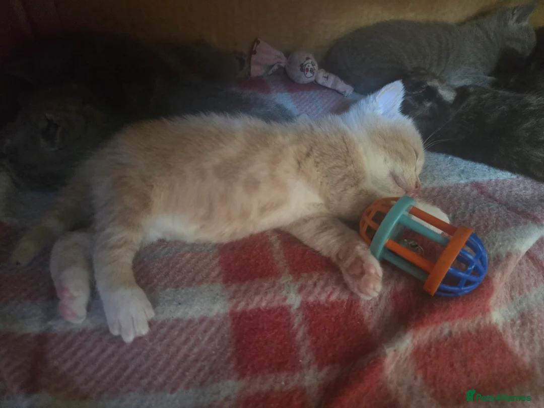 Mixed Breed cats for sale: 6x Gorgeous kittens - Advert 2