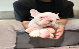 French Bulldog dogs for sale: SNUGGLY FRENCH BULLDOG PUPPIES - Image 3