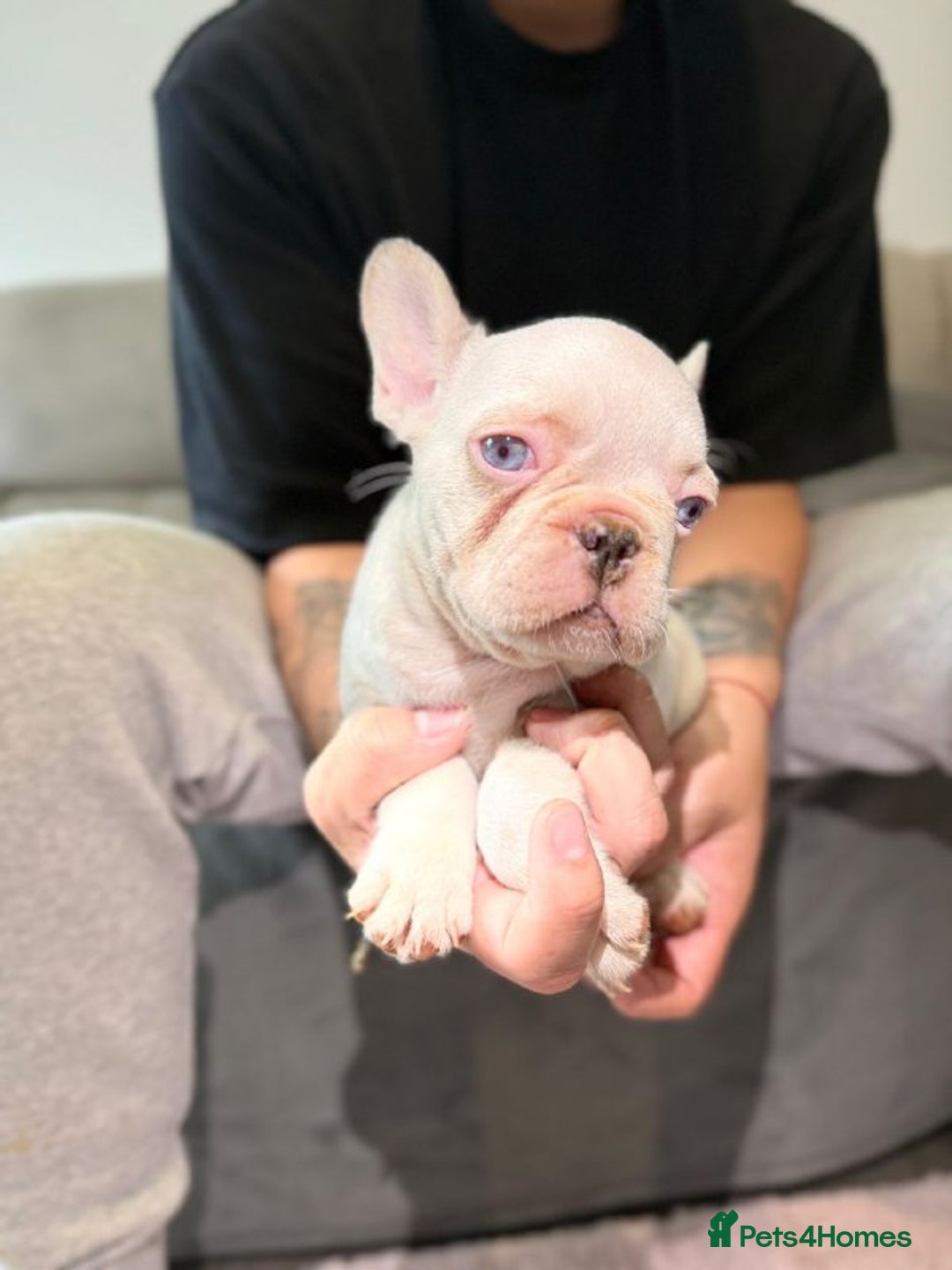French Bulldog dogs for sale: SNUGGLY FRENCH BULLDOG PUPPIES - Image 3