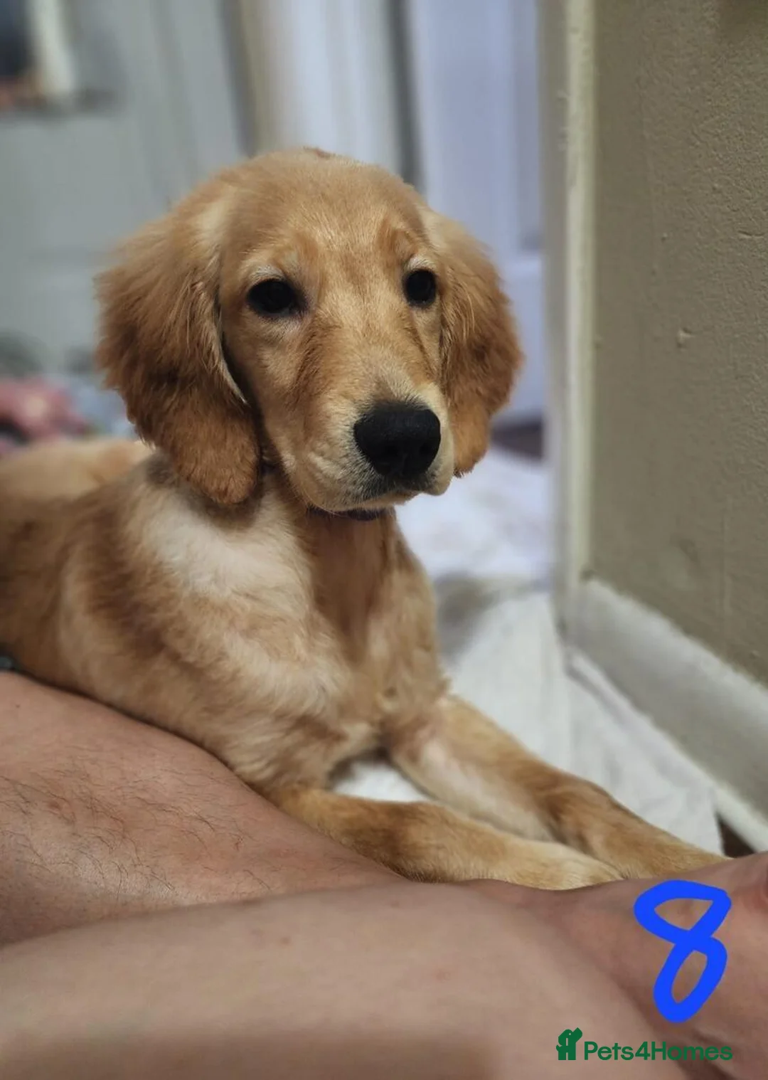 Golden Retriever dogs for sale: looking for a new home for Aslan in Edinburgh - Advert 1