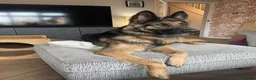 German Shepherd dogs for sale: German Sheperd puppies ✨ - Advert 3