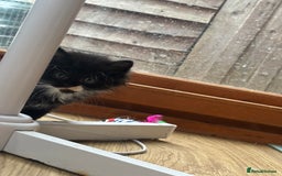Ragdoll cats for sale: 3 beautiful ragdoll kittens available  - Image 3