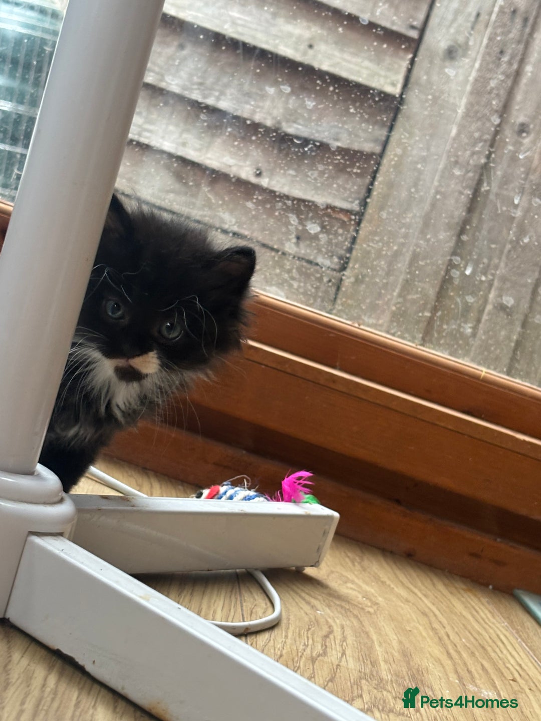 Ragdoll cats for sale: 3 beautiful ragdoll kittens available  - Image 3