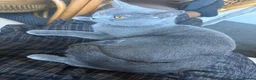 Mixed Breed cats for sale: Female grey mixed-breed cat  - Advert 1