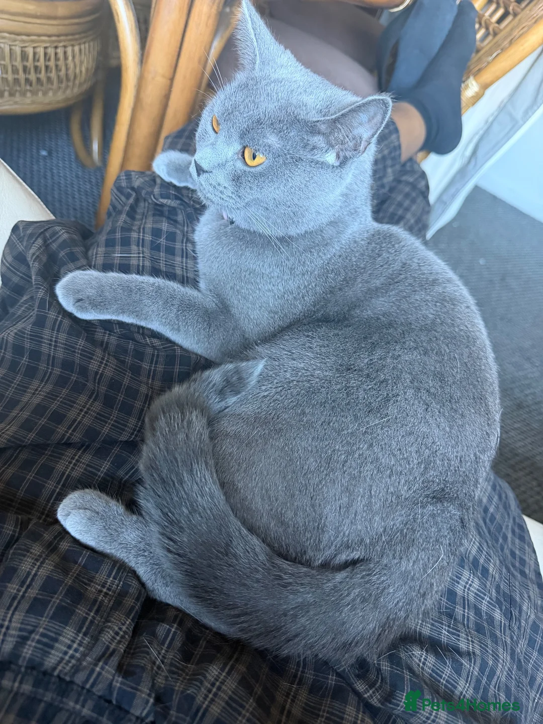 Mixed Breed cats for sale: Female grey mixed-breed cat  - Advert 1