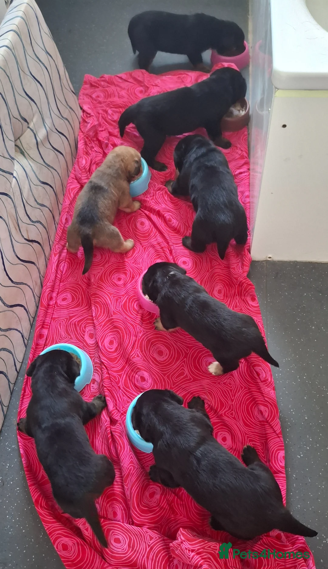 Mixed Breed dogs for sale: 5 Professional Sock Thieves Looking for New Victim - Advert 2