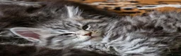 Maine Coon cats for sale: Lovely Maine Coon Kittens–5Available–Family Raised - Advert 26