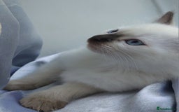 Ragdoll cats for sale: 5 beautiful ragdoll kittens ready to leave now - Image 2