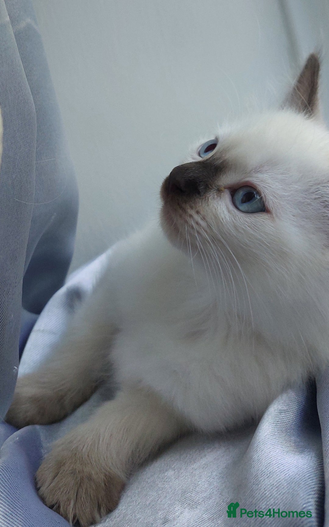 Ragdoll cats for sale: 5 beautiful ragdoll kittens ready to leave now - Image 2