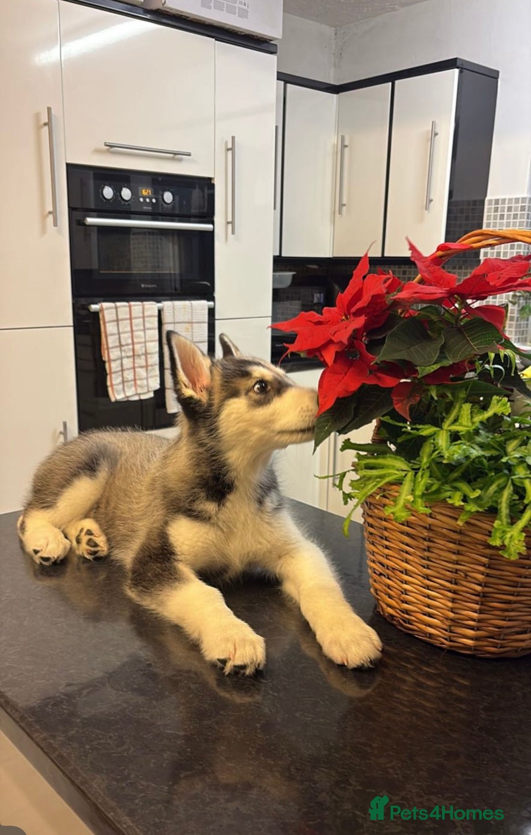 Siberian Husky dogs for sale: Siberian husky 2 month puppy - Advert 4