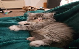 Persian cats for sale: Stuning Persian Girl - Image 2