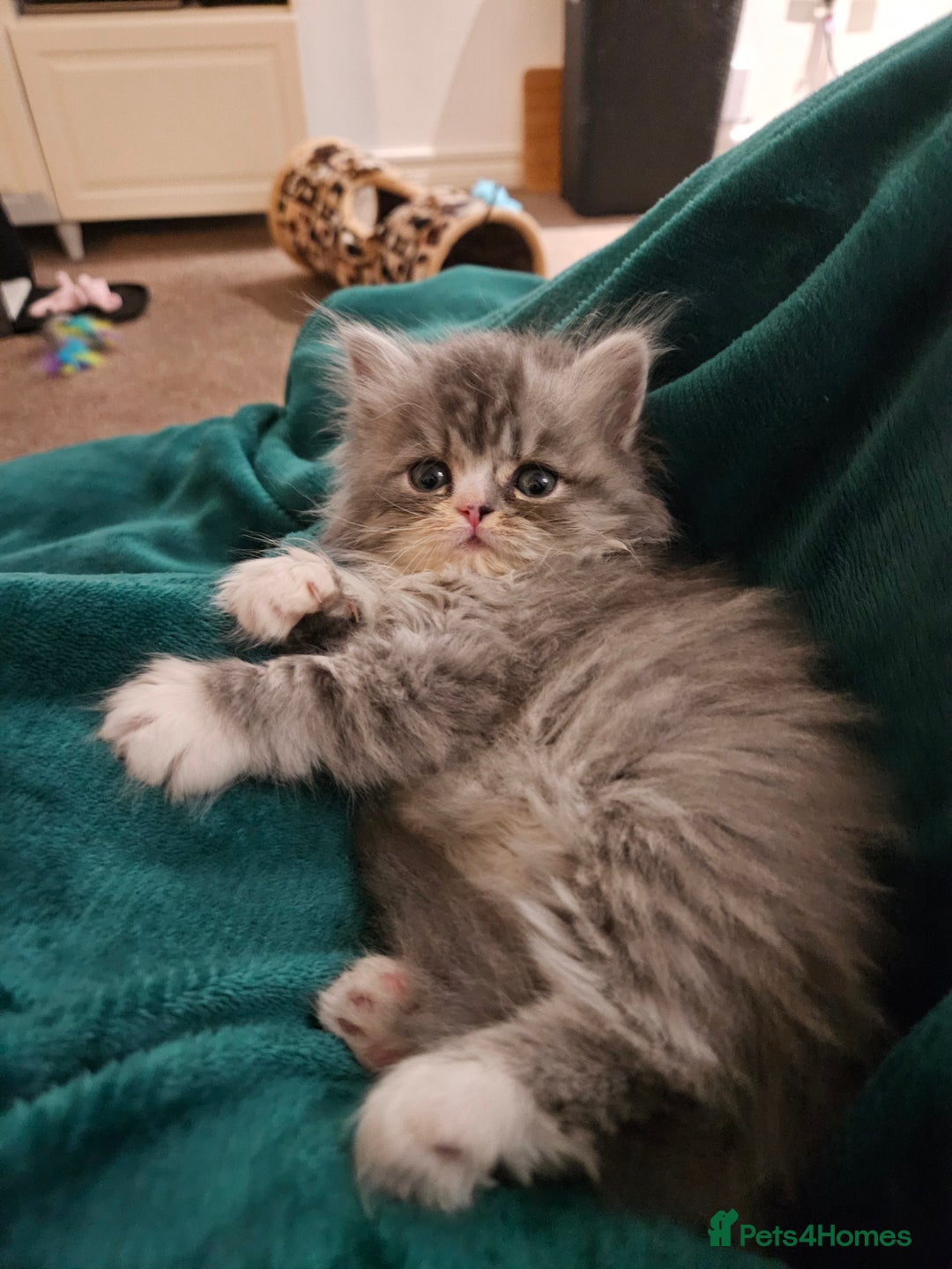 Persian cats for sale: Stuning Persian Girl - Image 2