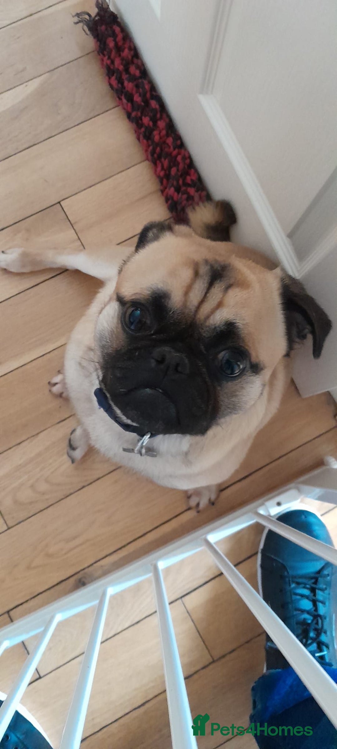 Mixed Breed dogs for sale: Zenny - Image 1