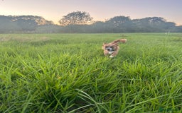 Mixed Breed dogs for sale: Jackawawa 1 year old Hugo - Image 6