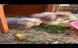 Mini Lion Lop rabbits for sale: Bonded lion lops looking for loving home  - Image 2