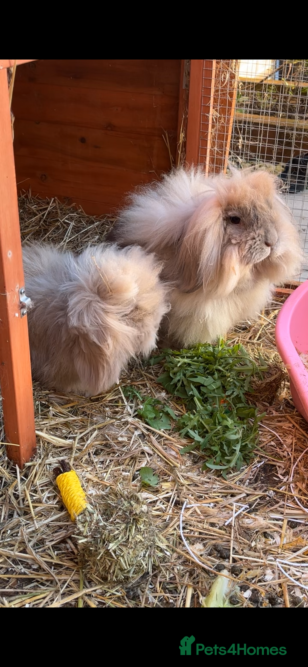 Mini Lion Lop rabbits for sale: Bonded lion lops looking for loving home  - Image 2
