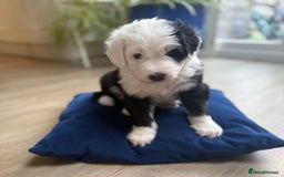 Sheepadoodle dogs for sale: Sheepadoodle Puppies -4 Female, 3 Male - Image 6