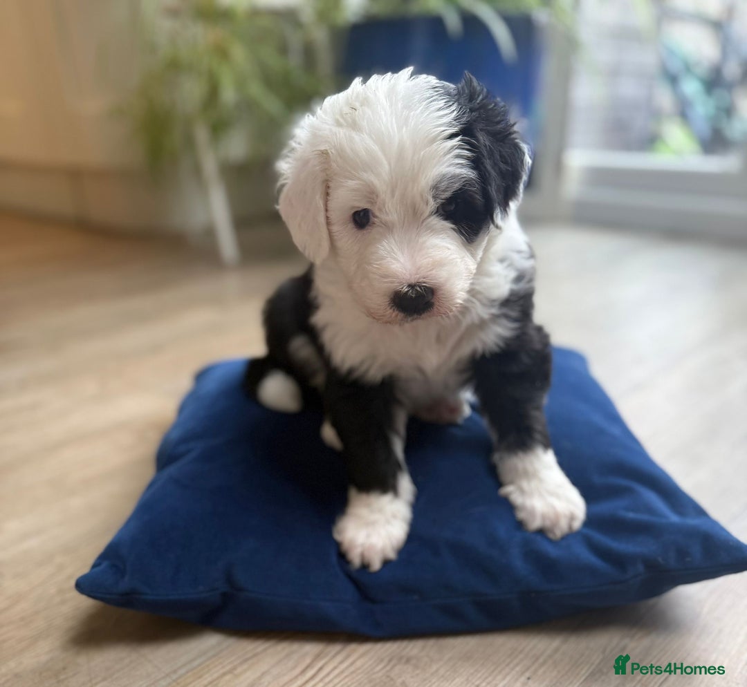 Sheepadoodle dogs for sale: Sheepadoodle Puppies -4 Female, 3 Male - Image 6