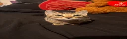 American Shorthair cats for sale: Cute American Shorthair tabbys - Advert 3