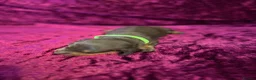 Miniature Dachshund dogs for sale: Miniat Dachshund puppy waiting for new home - Advert 7