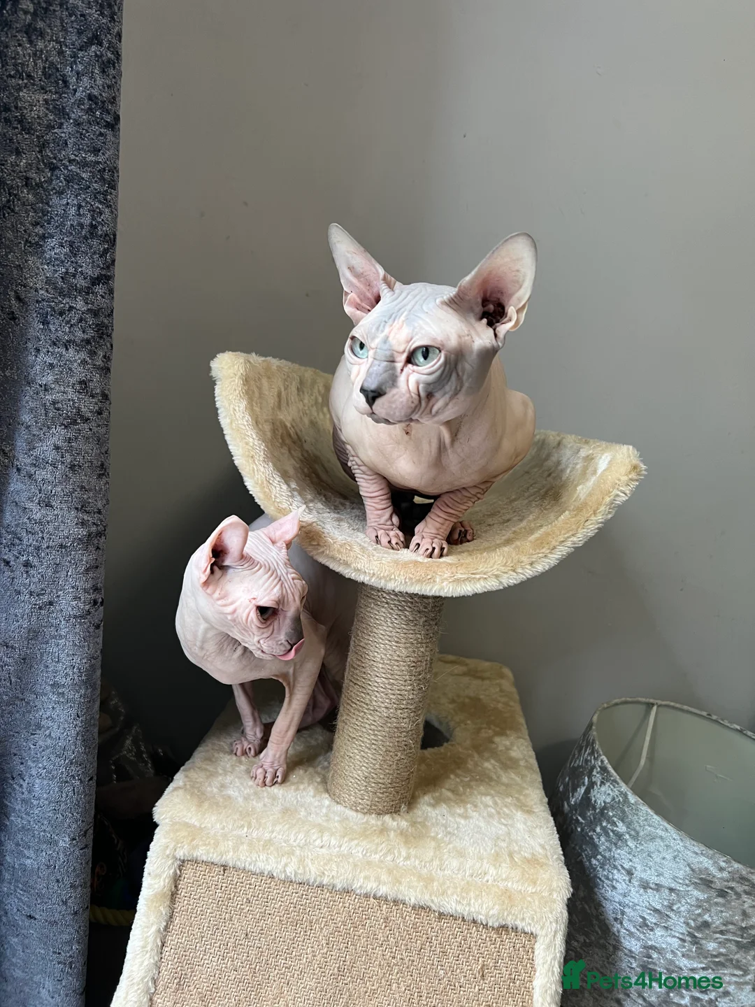 Sphynx cats for stud: Sphynx boy stud, in Wirral - Advert 14