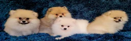Pomeranian dogs for sale: Stunning KC Pomeranian Puppies for sale - Advert 4