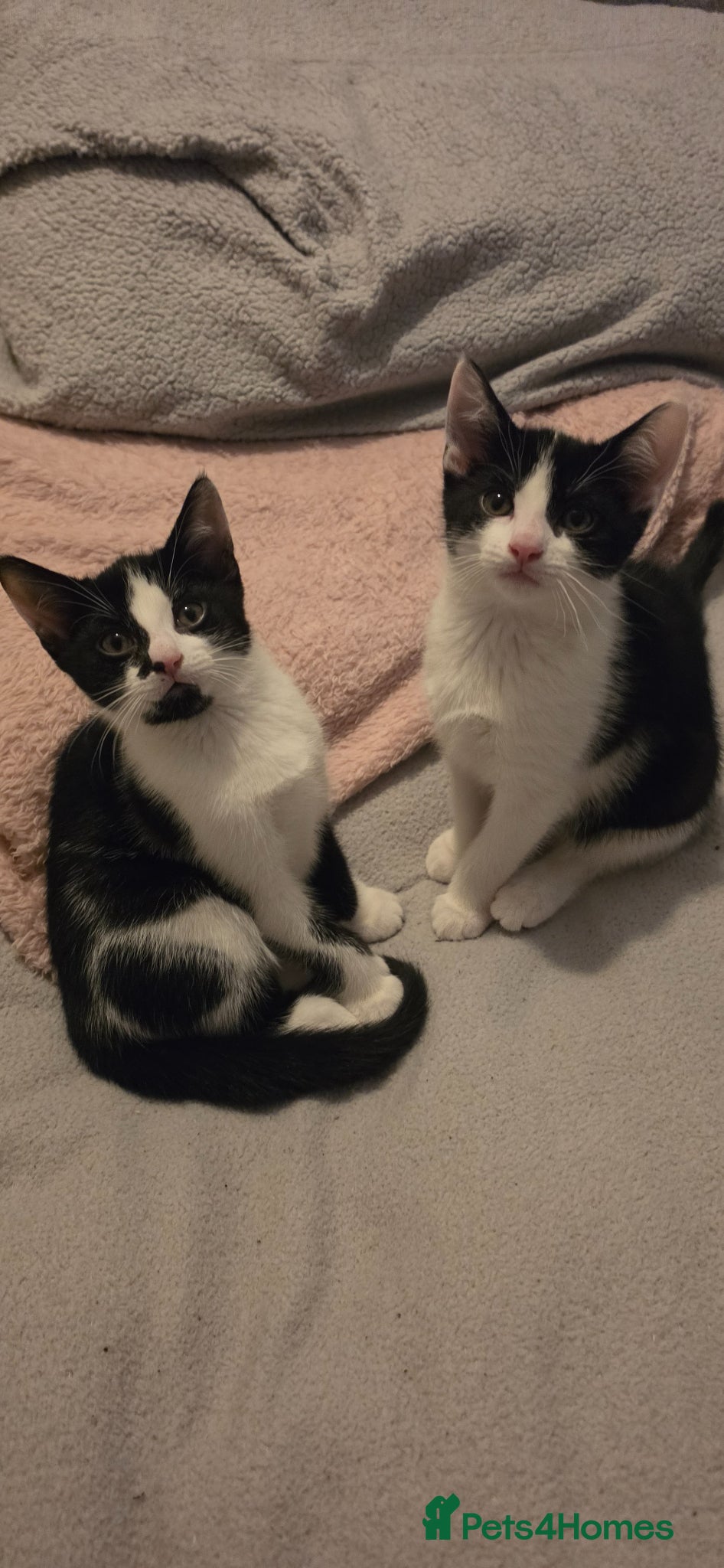 Mixed Breed cats Beautiful kittens  - Advert 17