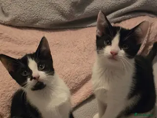 Mixed Breed cats Beautiful kittens - Advert 17