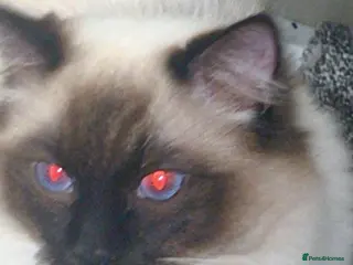 Ragdoll cats Blue eyes ragdoll male - Advert 1