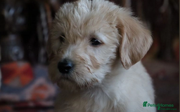 Labradoodle dogs for sale: Lovely Labradoodle Puppies Licenced Breeder - Image 5