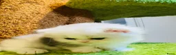Munchkin cats for sale: Show-Quality Minuet Kittens – Rare in the UK - Advert 5