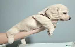 Miniature Dachshund dogs for sale: Longhaired Minature Dachshunds  - Image 3