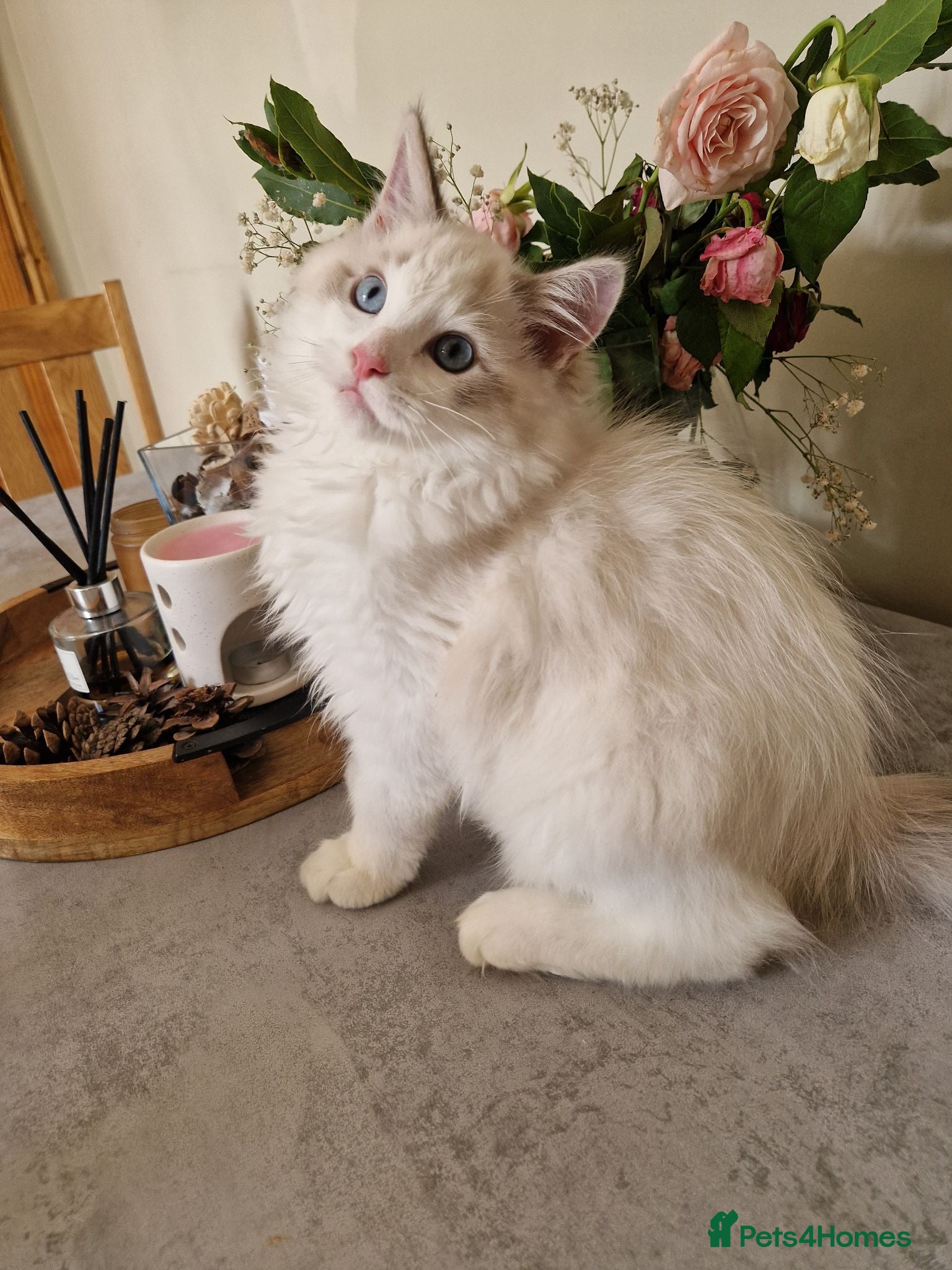 Ragdoll cats Champion sired Rare Lynx Blue Bicolour boy  - Advert 3