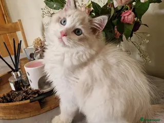 Ragdoll cats Champion sired Rare Lynx Blue Bicolour boy - Advert 3
