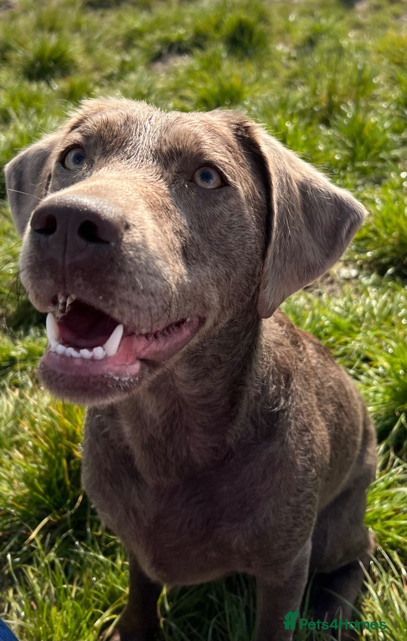 Labrador Retriever dogs Female KC silver Labrador  - Advert 12