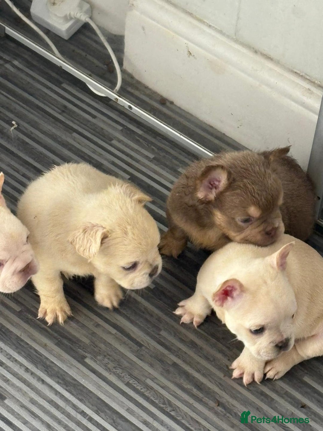 French Bulldog dogs for sale: New shade french bulldogs - Image 16