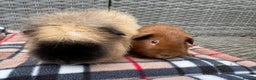 Guinea Pig rodents for sale: Beautiful boys  - Advert 2