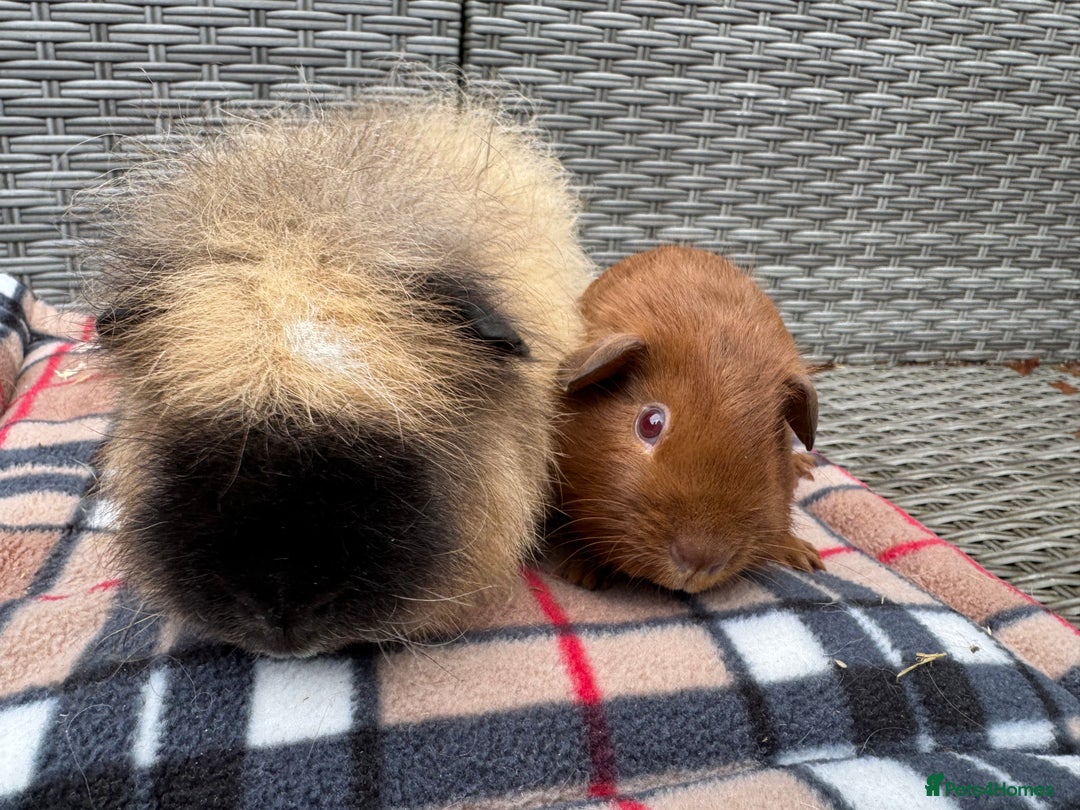 Guinea Pig rodents for sale: Beautiful boys  - Advert 2