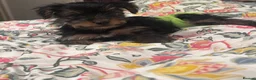 Yorkshire Terrier dogs for sale: Adorable Yorkshire Terrier Puppy Ready for Love - Advert 2