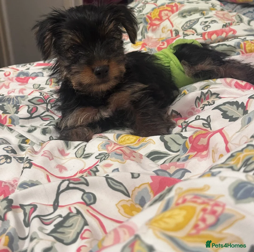Yorkshire Terrier dogs for sale: Adorable Yorkshire Terrier Puppy Ready for Love - Advert 2