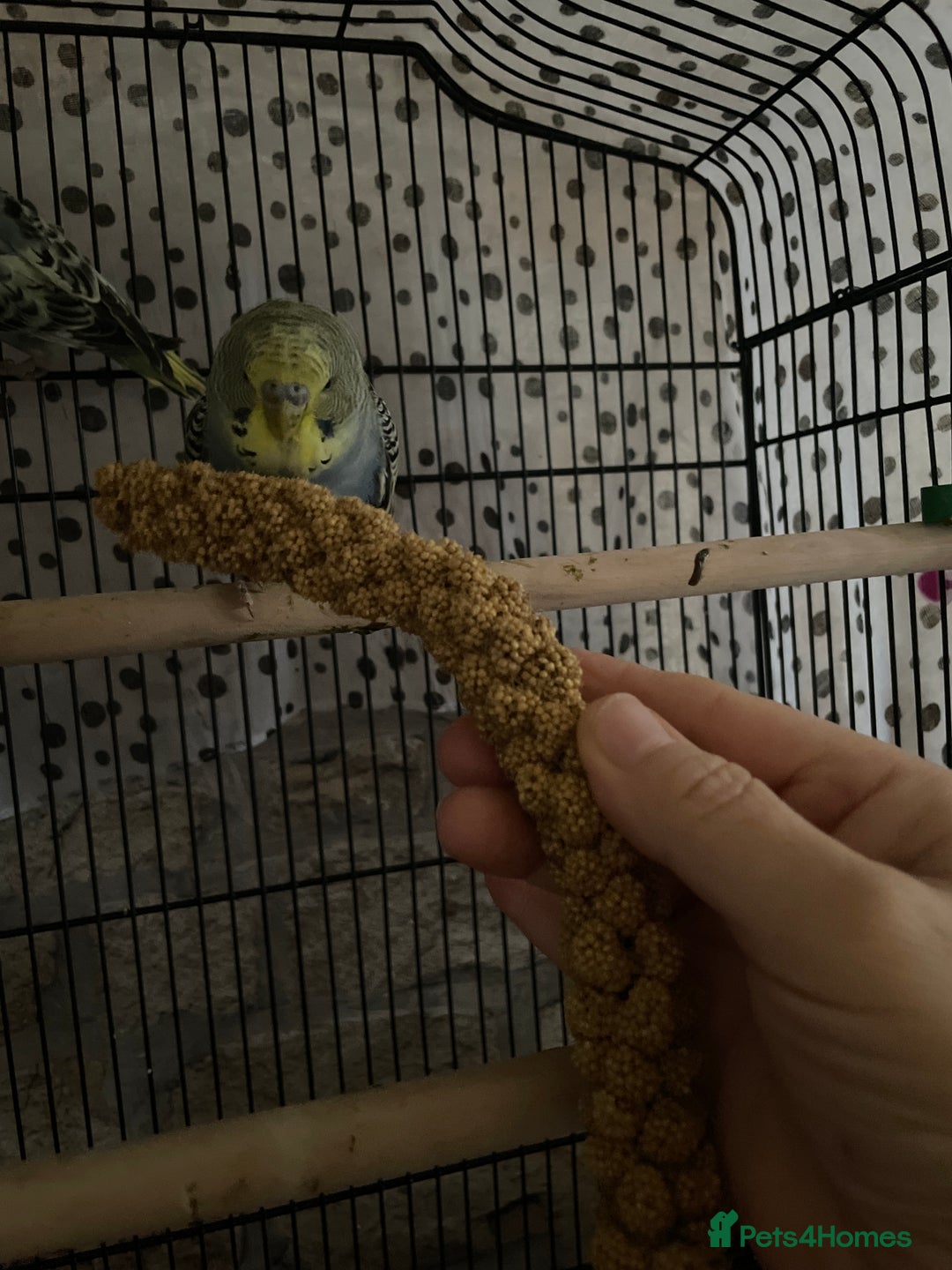 Budgerigars birds for sale: Beautiful hand tame babies budgies  - Advert 5
