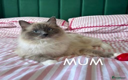 Ragdoll cats for sale: Purebred Blue Mitted Ragdoll Kittens - Image 16