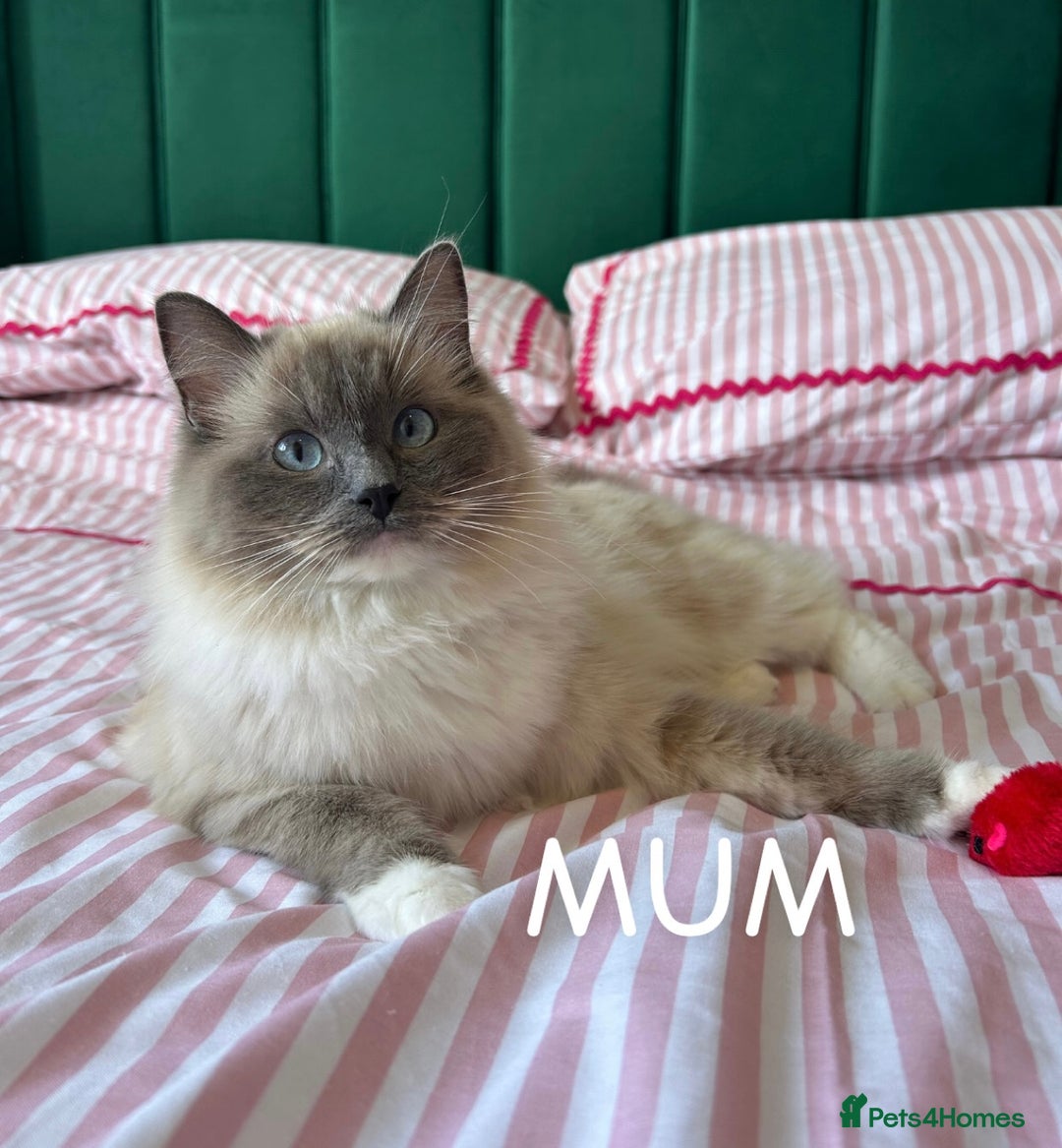 Ragdoll cats for sale: Purebred Blue Mitted Ragdoll Kittens - Image 16