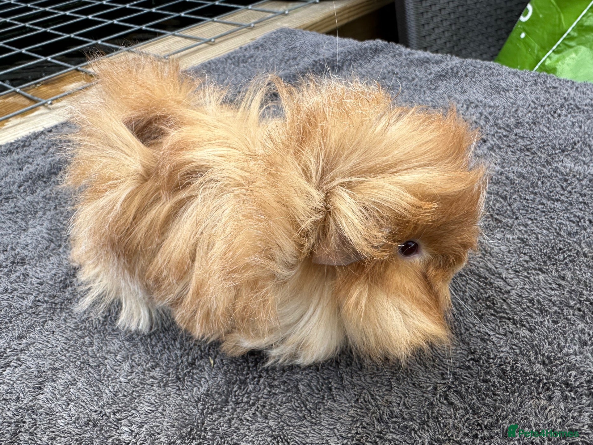 Guinea Pig rodents Baby Funky Boar 7 Weeks Old  - Advert 7