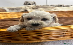 Poochon dogs for sale: Stunning and gorgeous poochons  - Image 5