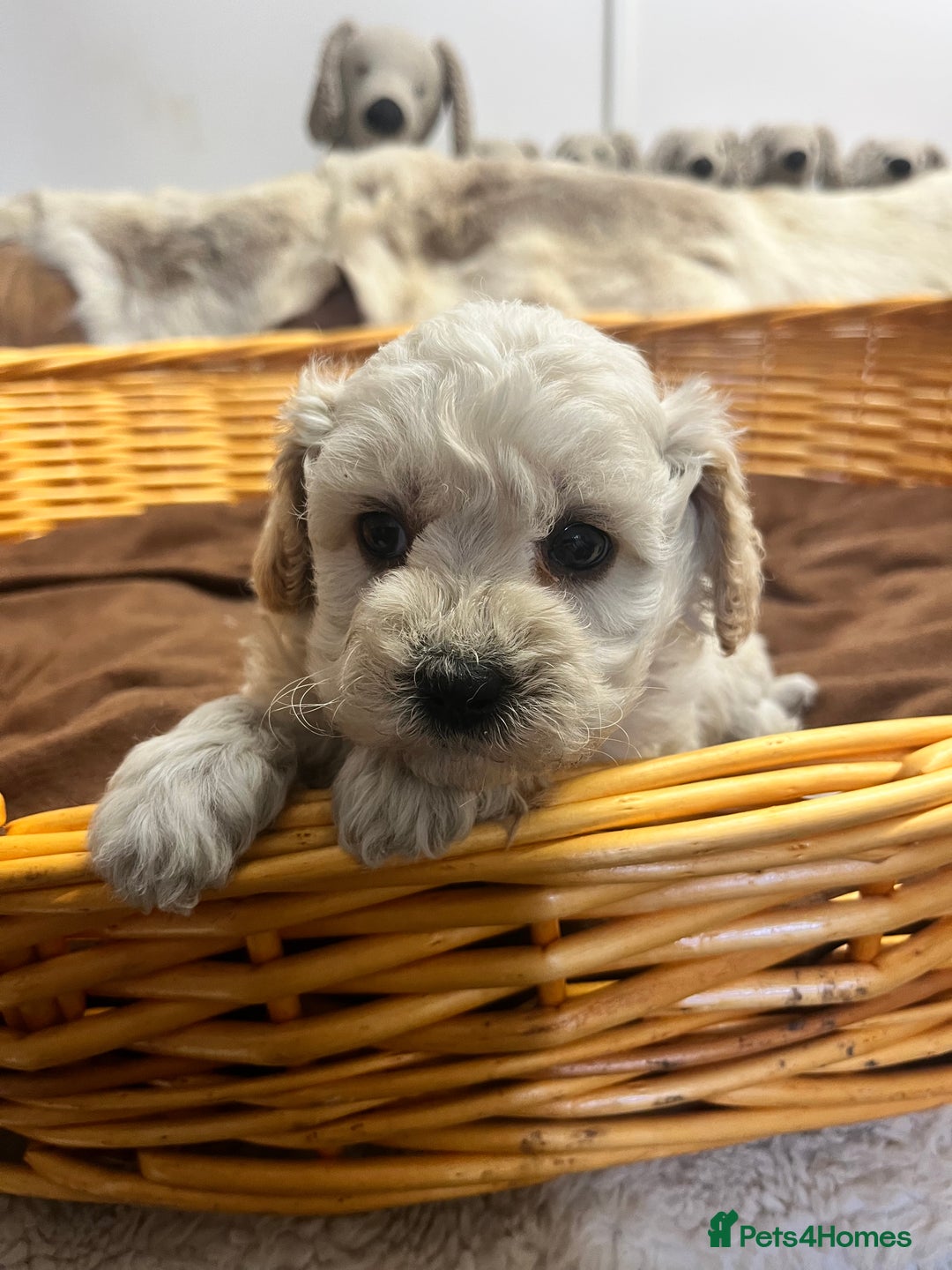 Poochon dogs for sale: Stunning and gorgeous poochons  - Image 5