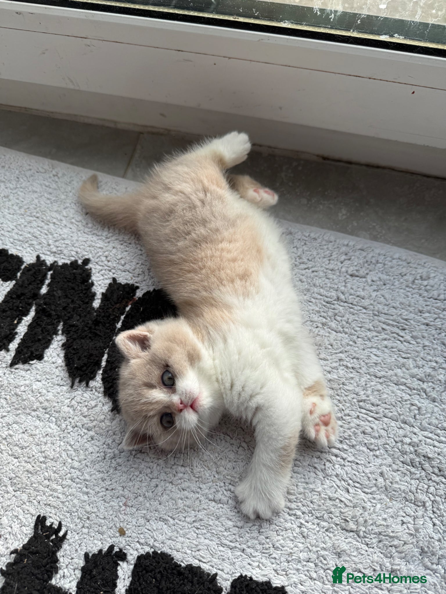 British Shorthair cats Active register beautiful tortie female  - Advert 10